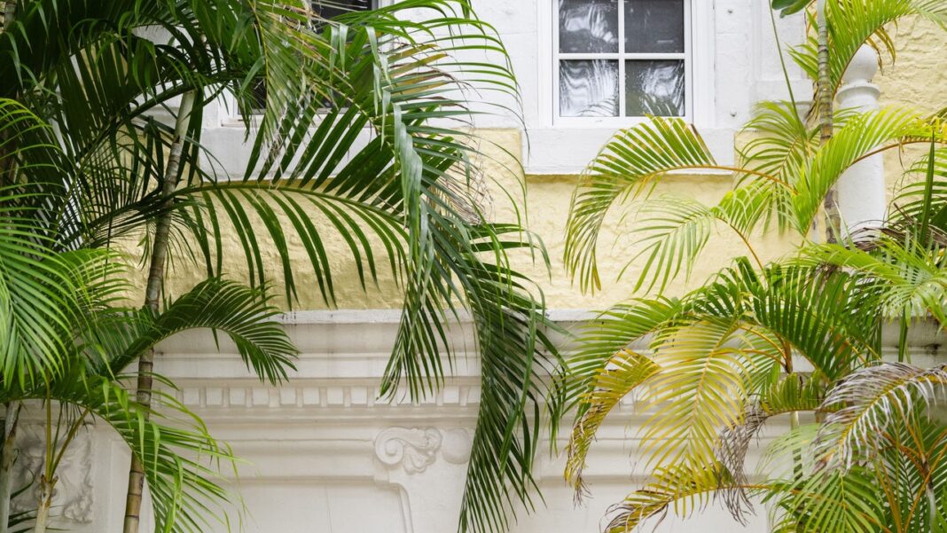 Palm Beach à La Moda (Operandi): Як розкішний роздрібний торговець відсвяткував своє спливаюче вікно Brazilian Court Hotel
