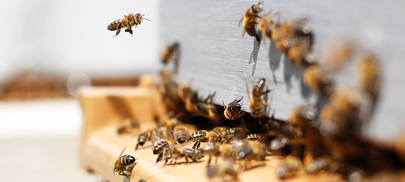 Beehero запускає 